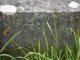 image of grave number 786836